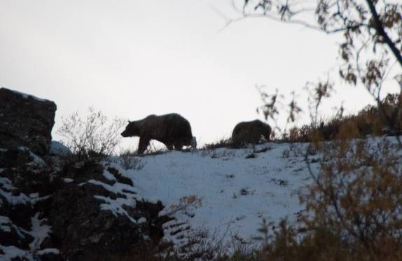 Ursa caminha com seu filhote no Denali National Park, no Alaska